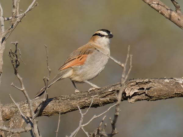 Black-crowned tchagra (Tchagra senegalus)